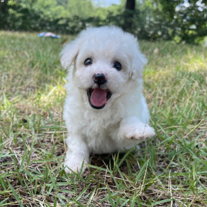 Bichon Frise Puppy Oliver