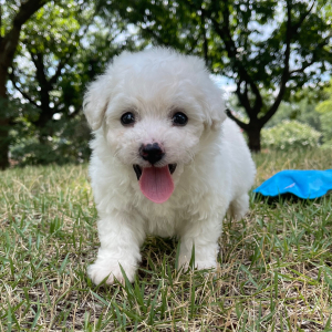 Bichon Frise Puppy Oliver