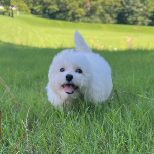 Bichon Frise Puppy Oliver
