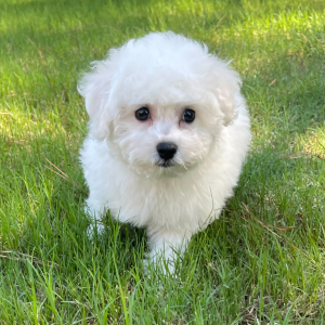Bichon Frise Puppy Oliver