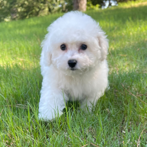 Bichon Frise Puppy Oliver