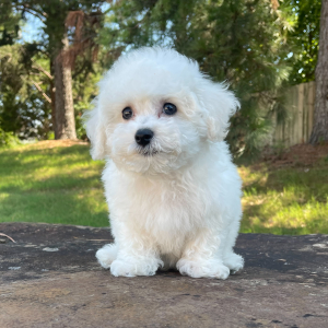 Bichon Frise Puppy Oliver