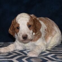 Poodle Puppy Teddy