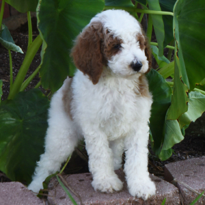 Poodle Puppy Teddy