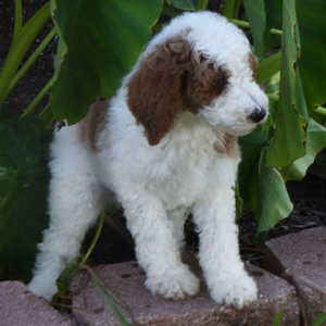 Poodle Puppy Teddy