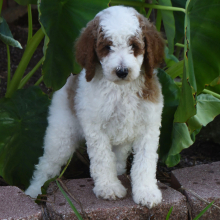 Poodle Puppy Teddy