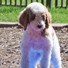 Poodle Puppy Teddy