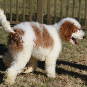 Poodle Puppy Teddy