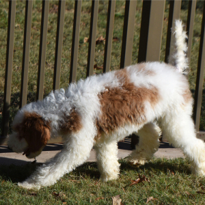 Poodle Puppy Teddy