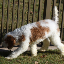 Poodle Puppy Teddy