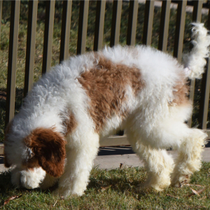 Poodle Puppy Teddy