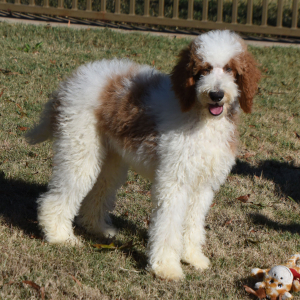 Poodle Puppy Teddy