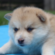 Pomsky Puppy Tuppence