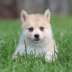 Pomsky Puppy Tuppence