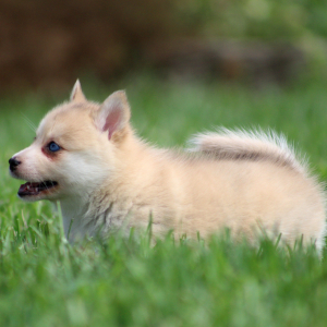 Pomsky Puppy Tuppence