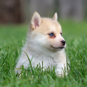 Pomsky Puppy Tuppence