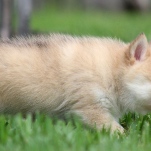 Pomsky Puppy Tuppence