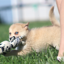 Pomsky Puppy Tuppence