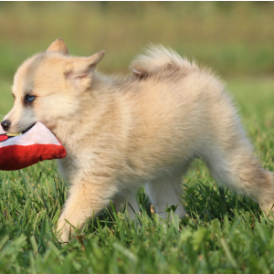 Pomsky Puppy Tuppence