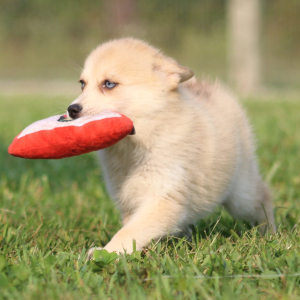 Pomsky Puppy Tuppence