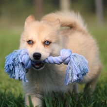 Pomsky Puppy Tuppence