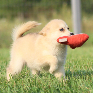 Pomsky Puppy Tuppence
