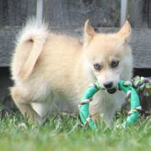 Pomsky Puppy Tuppence