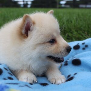 Pomsky Puppy Maggie