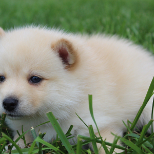 Pomsky Puppy Maggie
