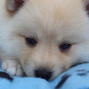 Pomsky Puppy Maggie