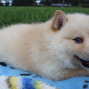 Pomsky Puppy Maggie