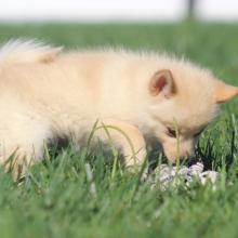 Pomsky Puppy Maggie