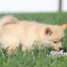 Pomsky Puppy Maggie