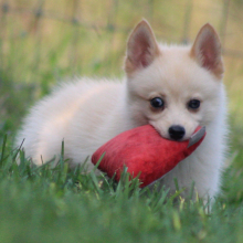 Pomsky Puppy Maggie