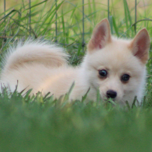 Pomsky Puppy Maggie