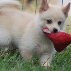Pomsky Puppy Maggie