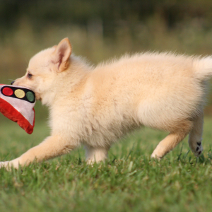 Pomsky Puppy Maggie