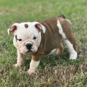 Bulldog Puppy Pippy