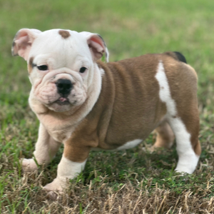 Bulldog Puppy Pippy
