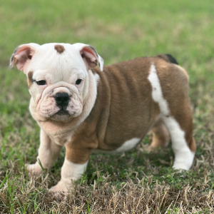 Bulldog Puppy Pippy