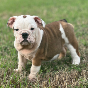 Bulldog Puppy Pippy