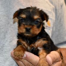 Yorkshire Terrier Puppy Lottie