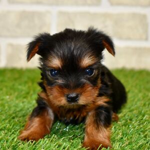 Yorkshire Terrier Puppy Lottie