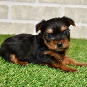 Yorkshire Terrier Puppy Lottie