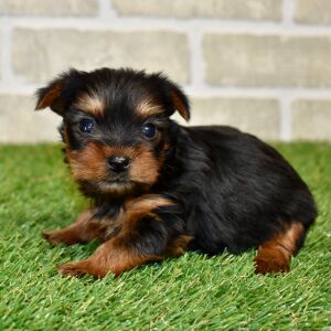 Yorkshire Terrier Puppy Lottie