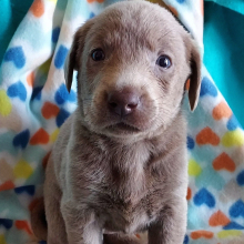 Labrador Retriever Puppy Ellie