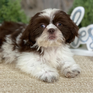 Shih Tzu Puppy Harvey