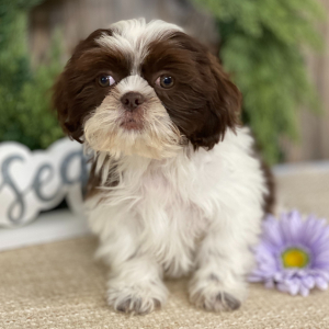 Shih Tzu Puppy Harvey
