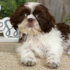 Shih Tzu Puppy Harvey