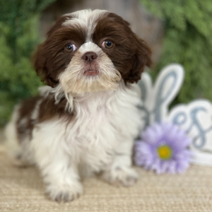 Shih Tzu Puppy Harvey